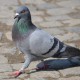 Rock_Pigeon