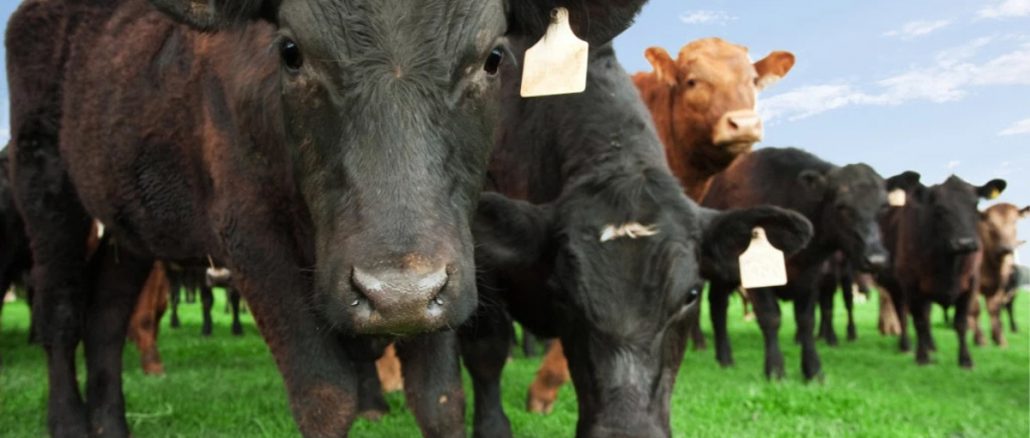 beef-image