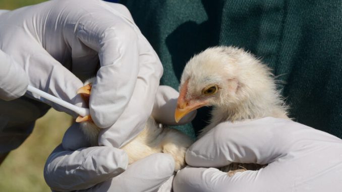 Swabbing mixed breed baby chicks to test for avian influenza