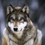 Gordon Campbell on a few things about the year gone, and the year ahead