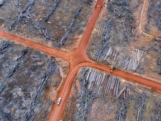 deforestation-cross-image