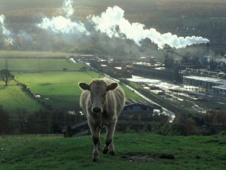 cows-image