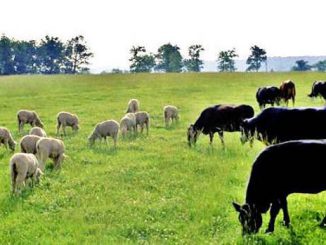 Sheep and beef